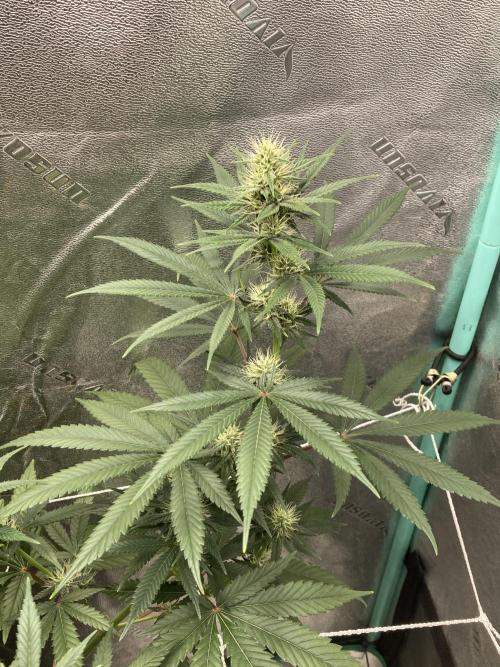 Banana Dance and Cereal Runtz?. Week 10