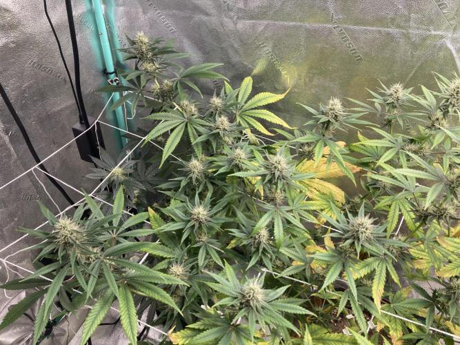 Banana Dance and Cereal Runtz?. Week 11
