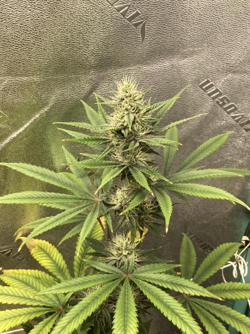 Banana Dance and Cereal Runtz?. Week 11