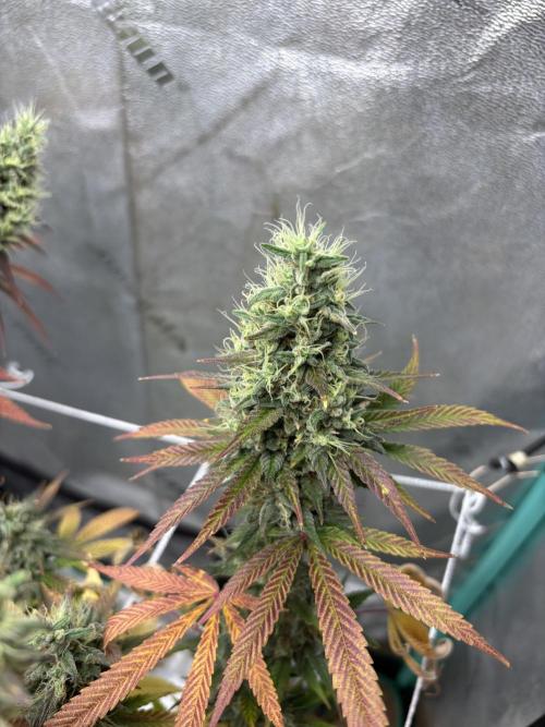 Banana Dance and Cereal Runtz?. Week 14