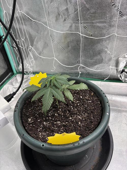 Zombie Death Fuck but better this time. Week 3
