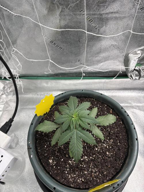 Zombie Death Fuck but better this time. Week 3