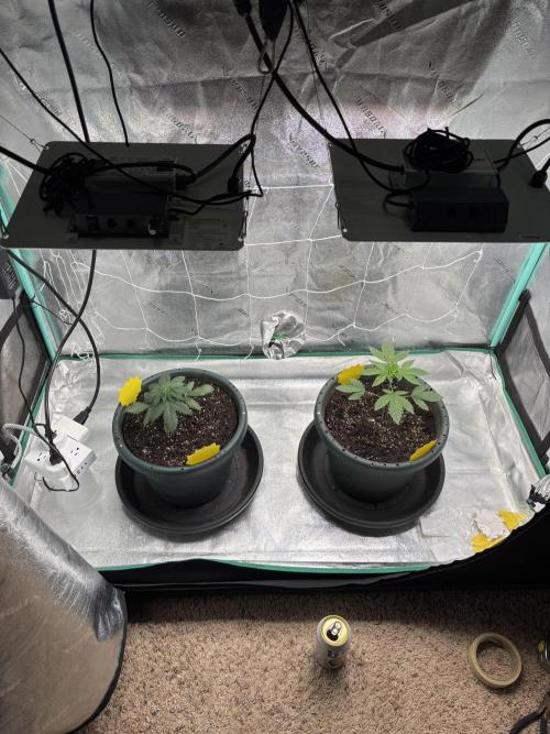 Zombie Death Fuck but better this time. Week 3
