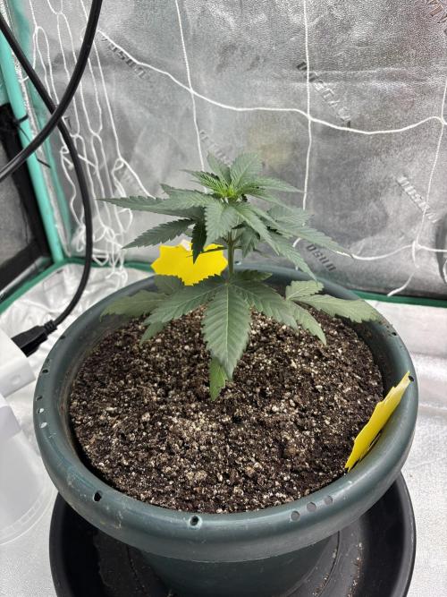 Zombie Death Fuck but better this time. Week 4