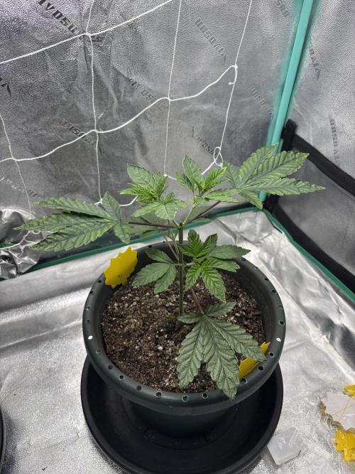 Zombie Death Fuck but better this time. Week 5
