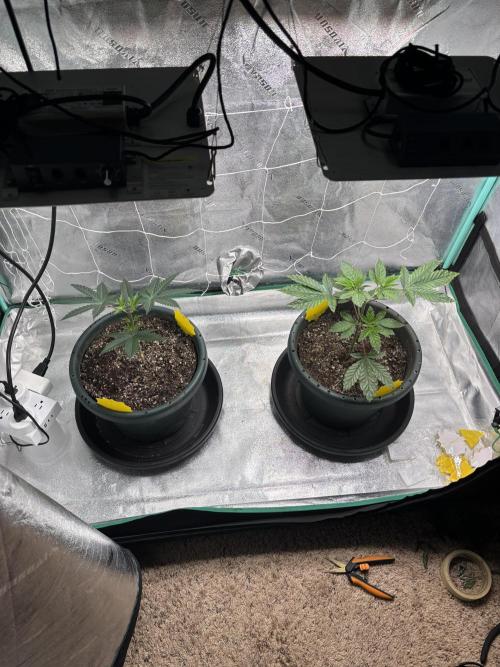Zombie Death Fuck but better this time. Week 5