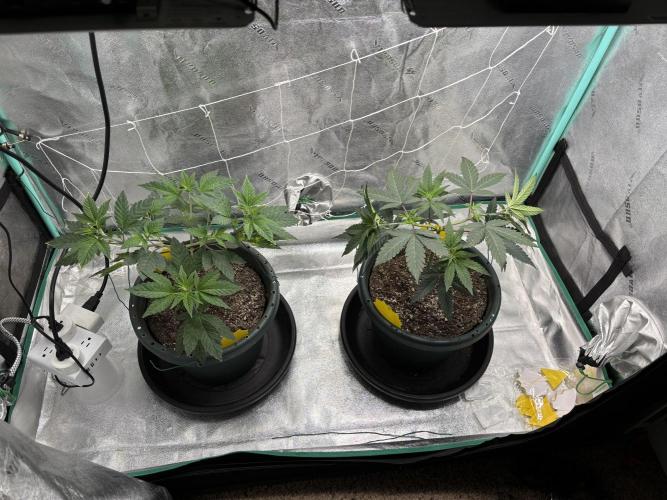 Zombie Death Fuck but better this time. Week 6