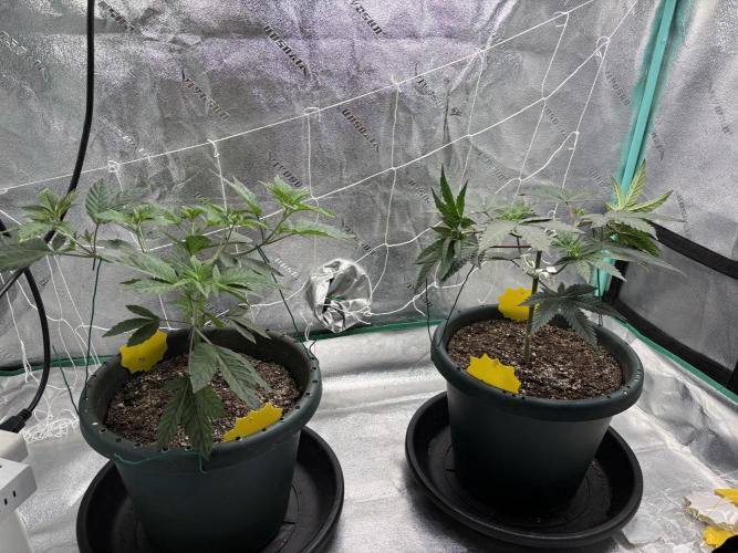Zombie Death Fuck but better this time. Week 6