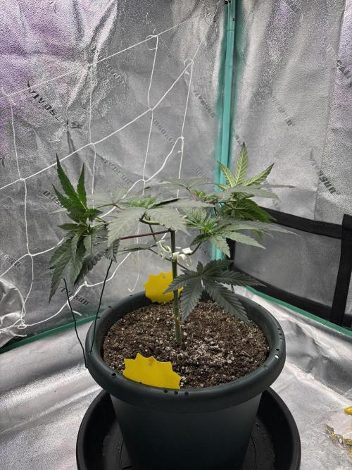 Zombie Death Fuck but better this time. Week 6