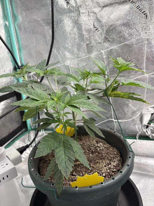 Zombie Death Fuck but better this time. Week 6