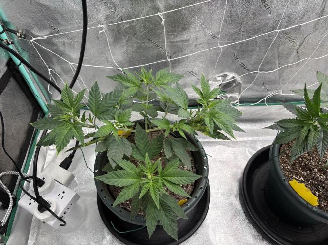 Zombie Death Fuck but better this time. Week 6