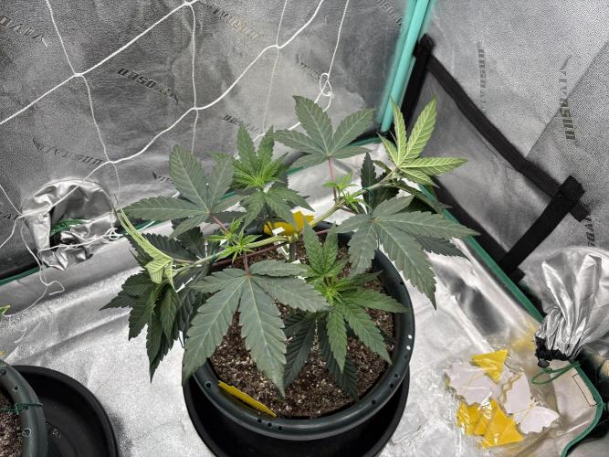 Zombie Death Fuck but better this time. Week 6