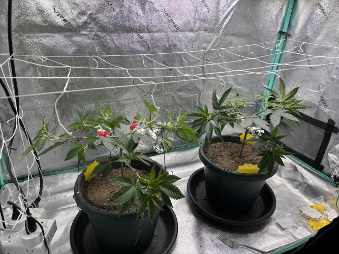 Zombie Death Fuck but better this time. Week 6
