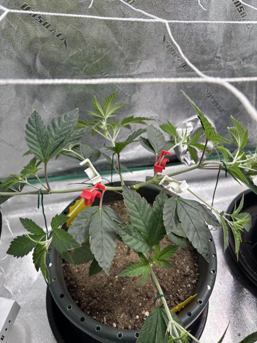 Zombie Death Fuck but better this time. Week 6