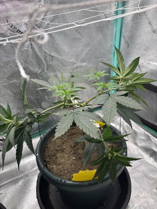 Zombie Death Fuck but better this time. Week 6