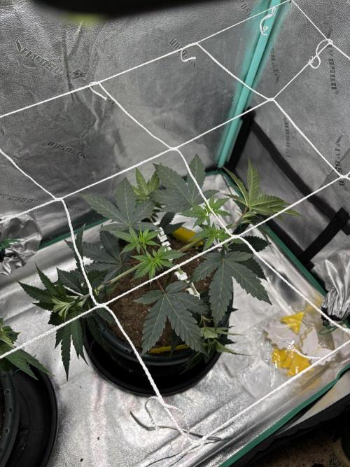 Zombie Death Fuck but better this time. Week 6