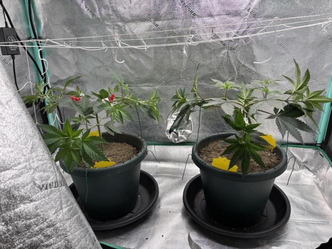 Zombie Death Fuck but better this time. Week 6