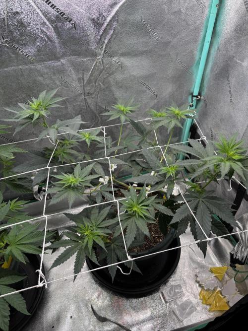 Zombie Death Fuck but better this time. Week 7