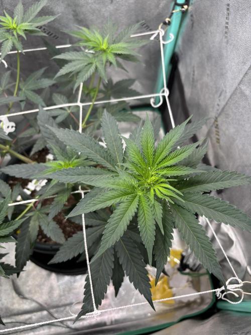 Zombie Death Fuck but better this time. Week 7