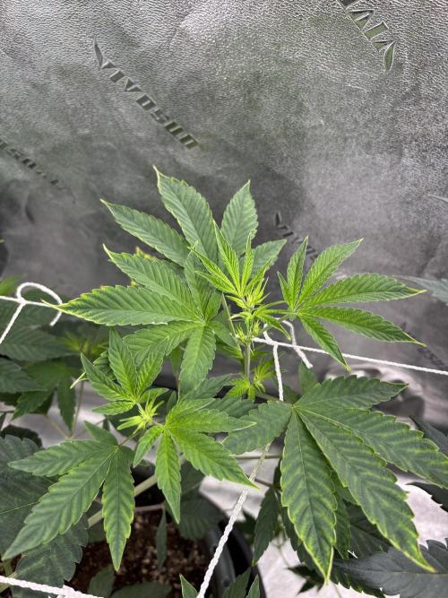 Zombie Death Fuck but better this time. Week 7