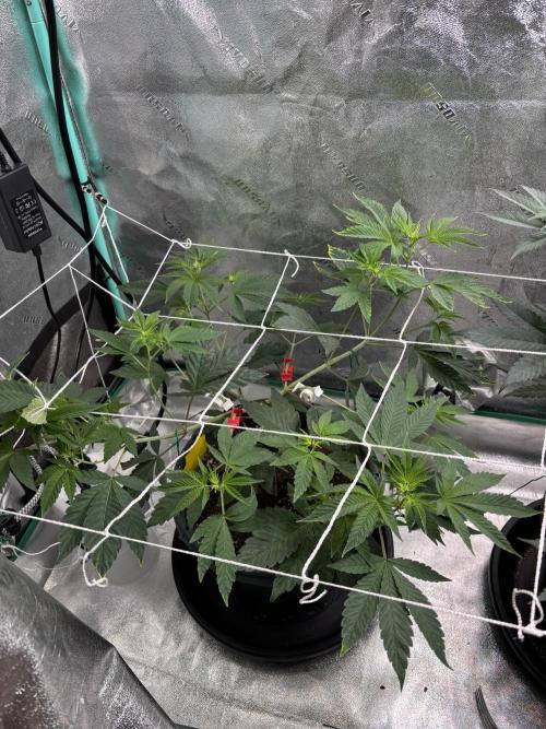 Zombie Death Fuck but better this time. Week 7