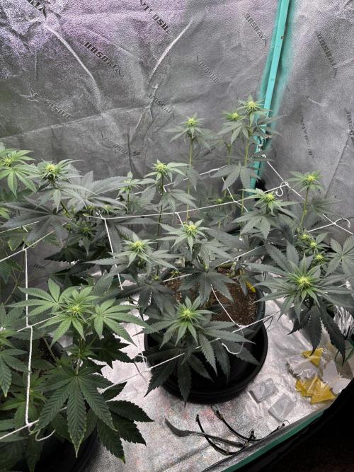 Zombie Death Fuck but better this time. Week 8