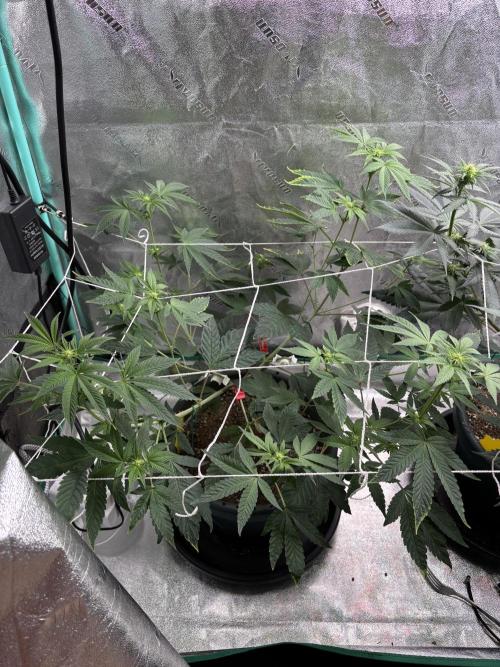 Zombie Death Fuck but better this time. Week 8