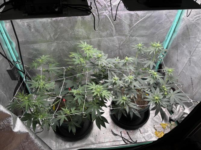 Zombie Death Fuck but better this time. Week 8