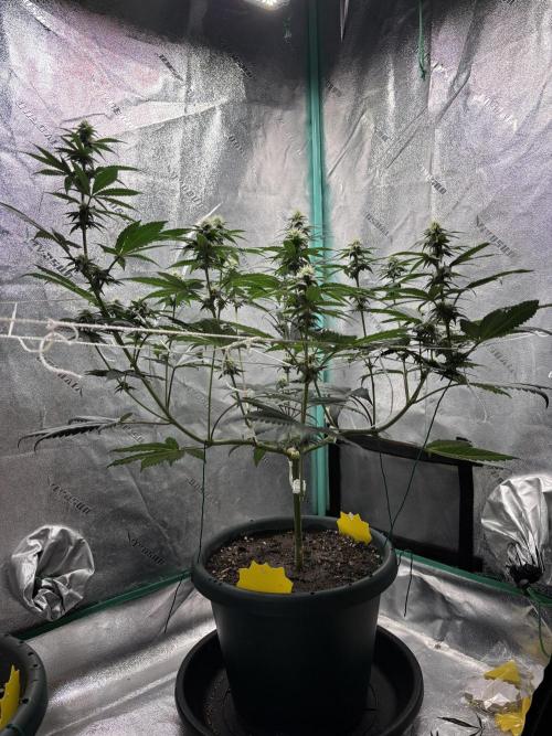 Zombie Death Fuck but better this time. Week 9