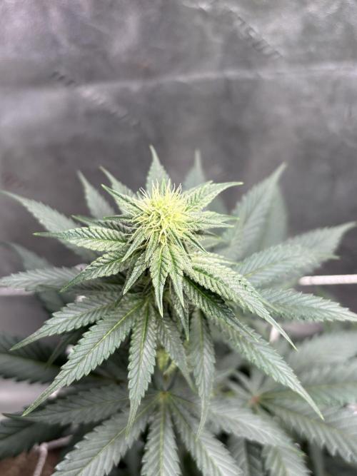 Zombie Death Fuck but better this time. Week 9