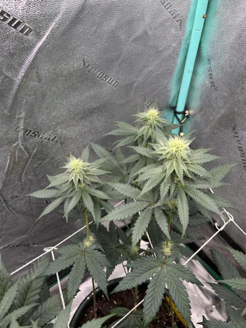 Zombie Death Fuck but better this time. Week 9
