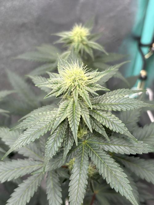 Zombie Death Fuck but better this time. Week 9