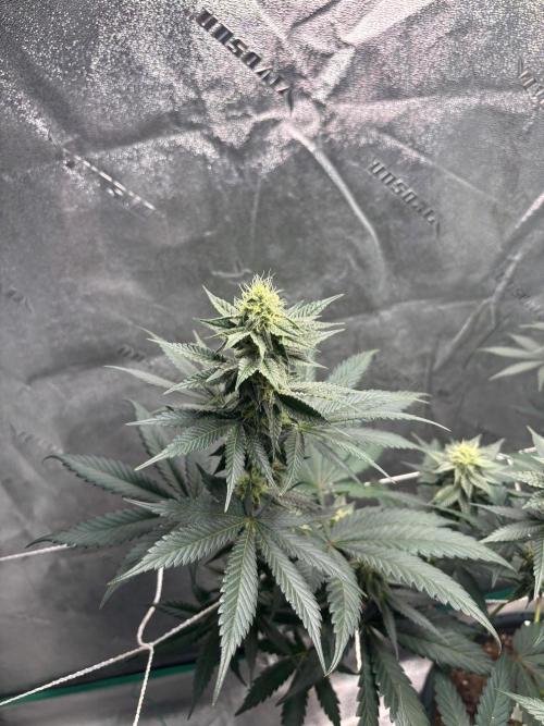 Zombie Death Fuck but better this time. Week 10