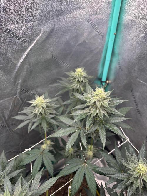 Zombie Death Fuck but better this time. Week 10