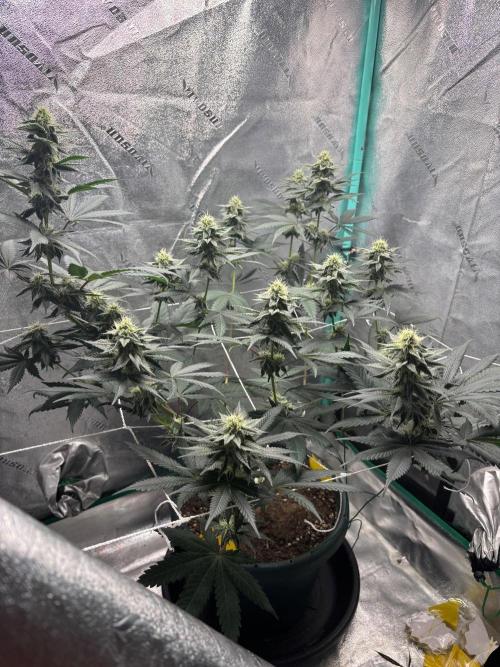 Zombie Death Fuck but better this time. Week 10