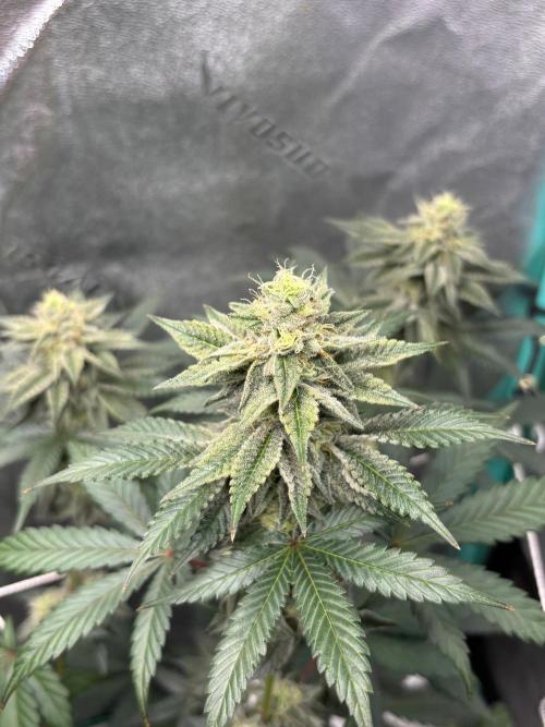 Zombie Death Fuck but better this time. Week 11