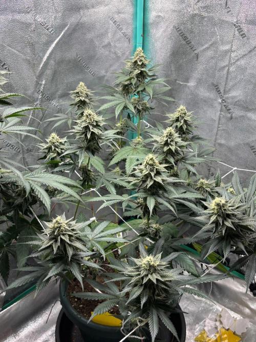 Zombie Death Fuck but better this time. Week 11