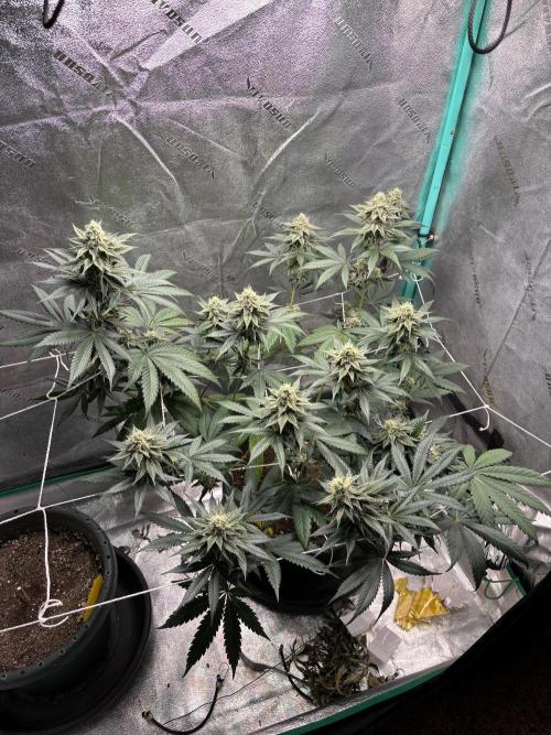 Zombie Death Fuck but better this time. Week 11