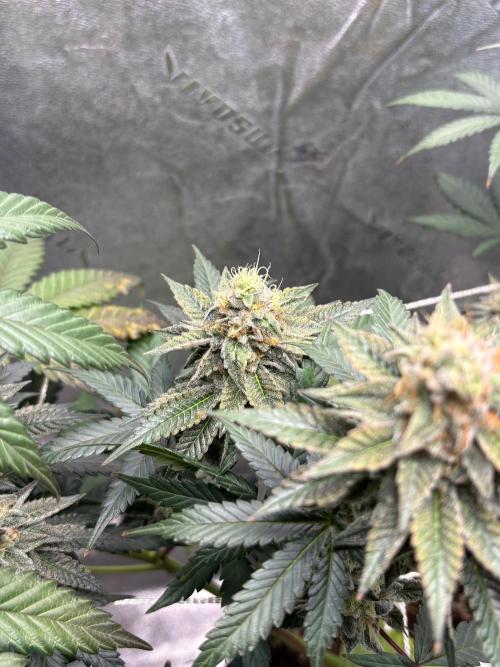 Zombie Death Fuck but better this time. Week 12