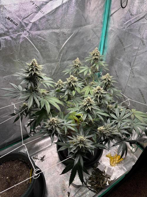 Zombie Death Fuck but better this time. Week 12
