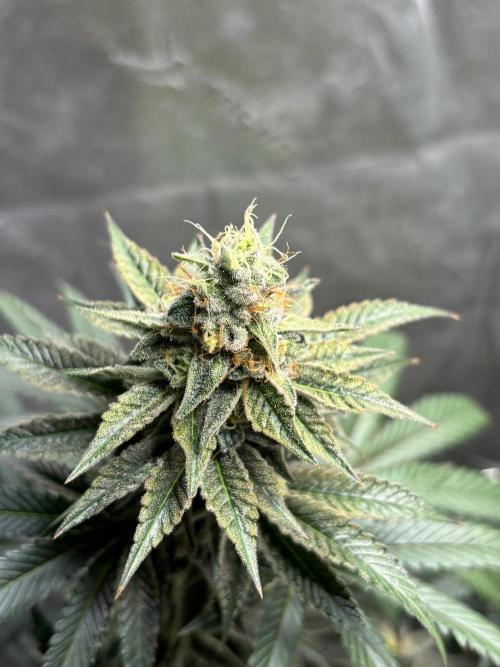 Zombie Death Fuck but better this time. Week 12