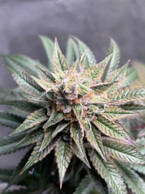 Zombie Death Fuck but better this time. Week 13