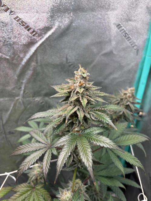 Zombie Death Fuck but better this time. Week 13