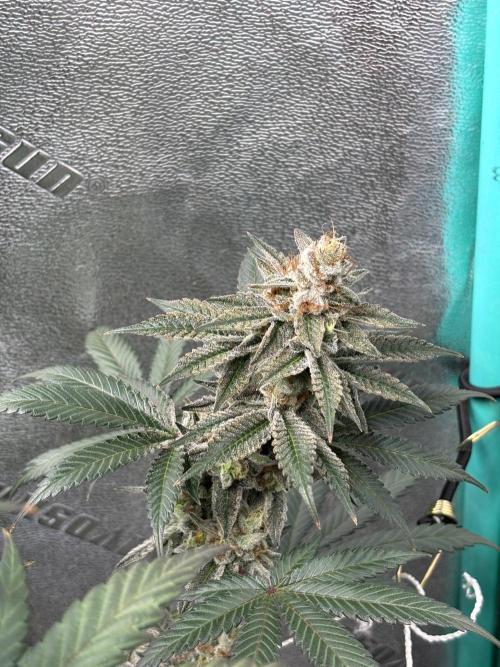 Zombie Death Fuck but better this time. Week 13