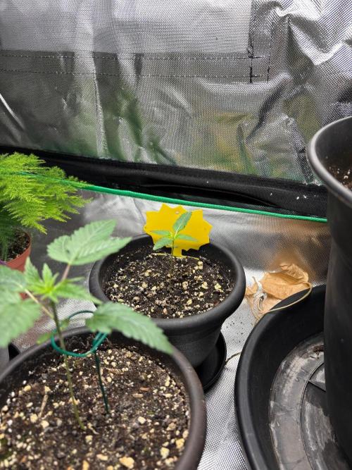 Grandpa's Cookies ?. Week 1