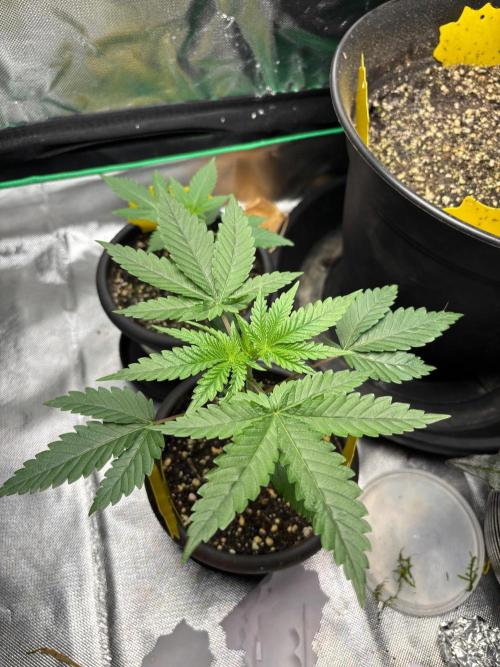 Grandpa's Cookies and Cereal Runtz. Week 2