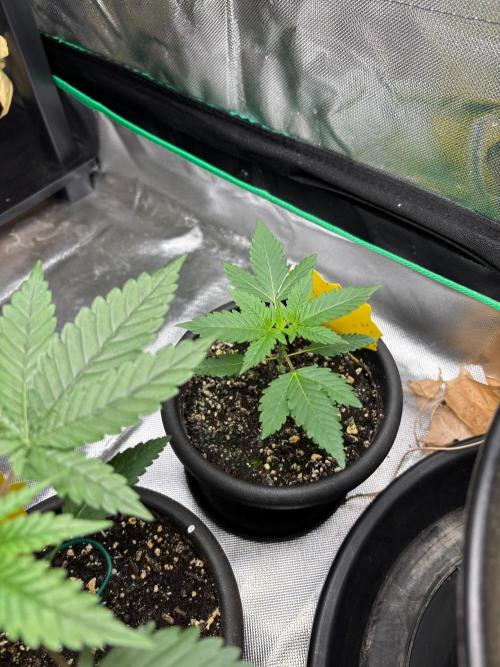 Grandpa's Cookies and Cereal Runtz. Week 2