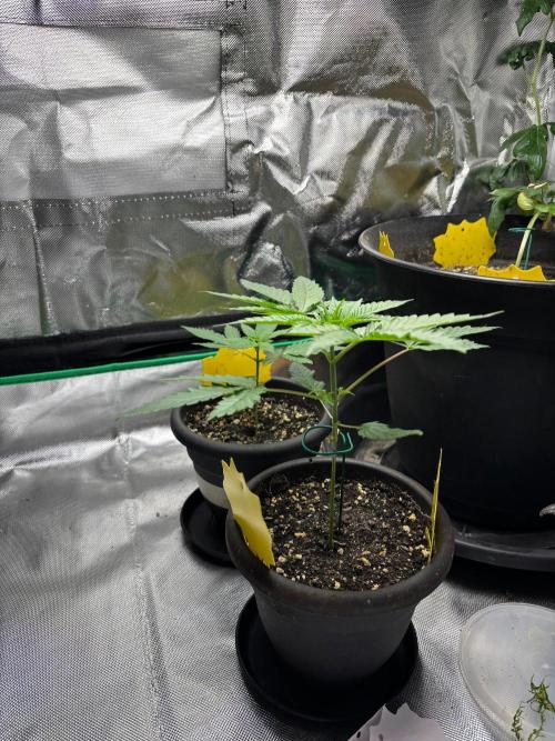 Grandpa's Cookies and Cereal Runtz. Week 2