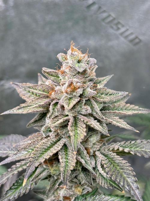 Zombie Death Fuck but better this time. Week 14