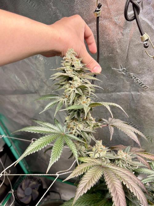 Zombie Death Fuck but better this time. Week 14